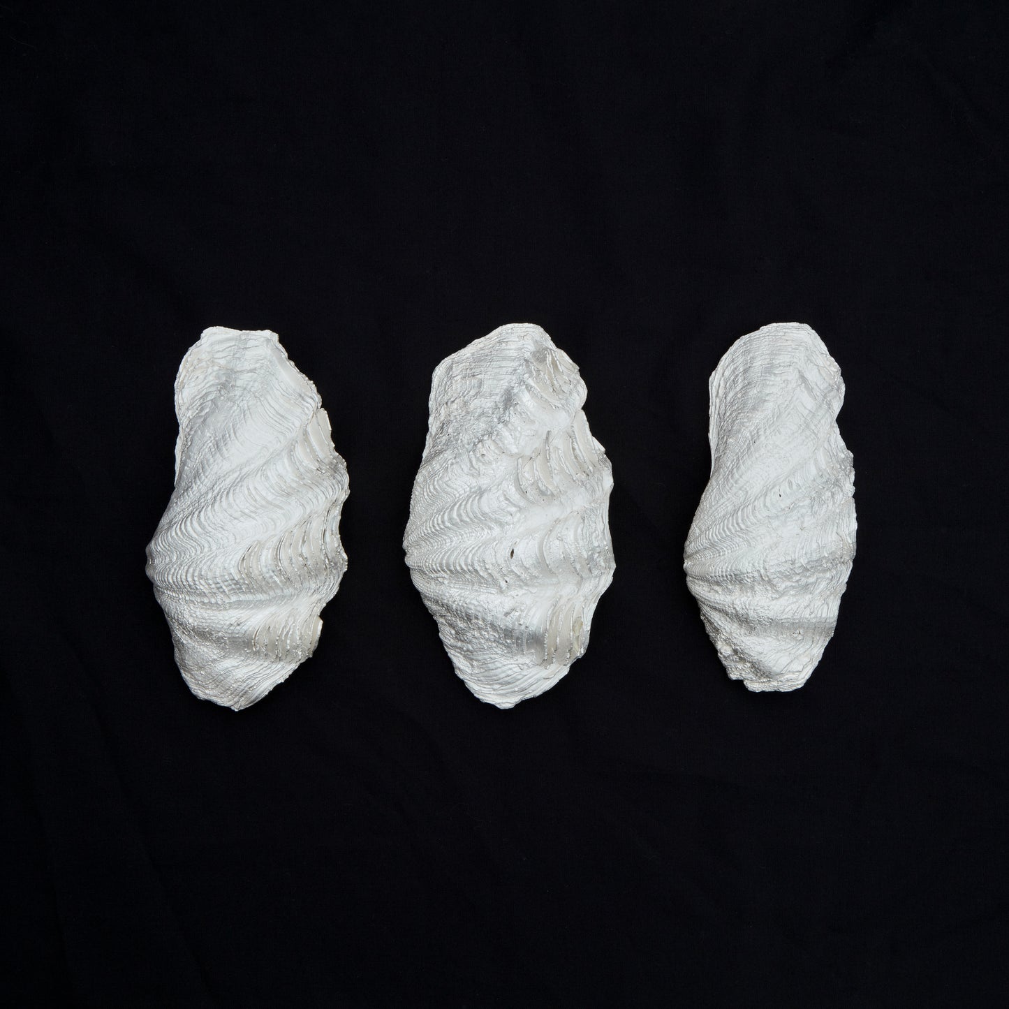 1182 SV1000 Formed Tridacninae Shell M