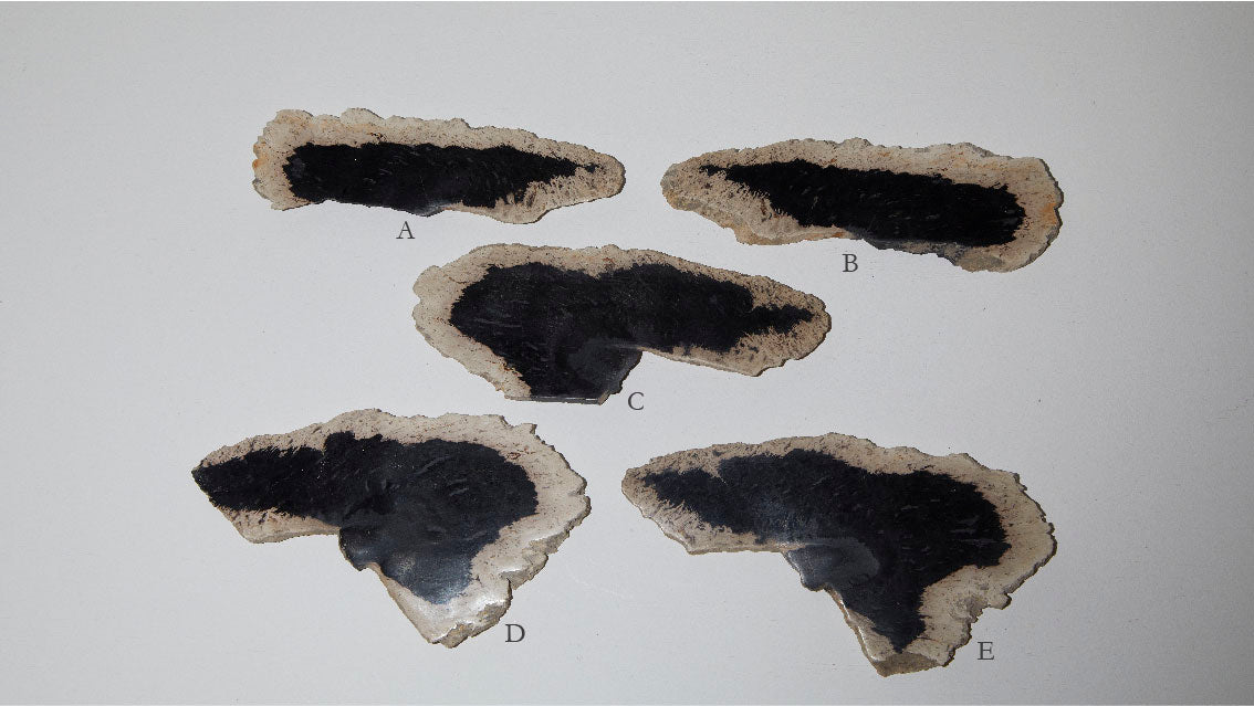 124 Palm Root Fossil | High polish Incense Holder