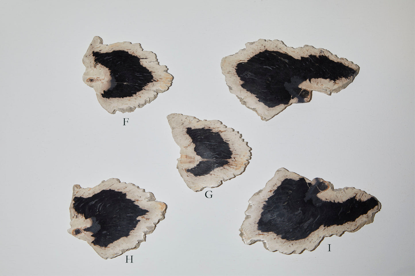 124 Palm Root Fossil | High polish Incense Holder